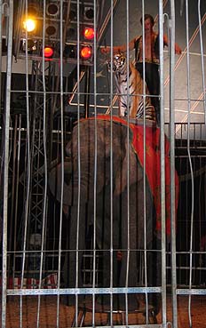 Berolina tiger 6 low.JPG (29414 bytes)